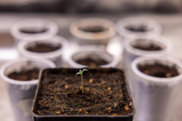 Montagnier Papayaton - Fastbuds. Week 0