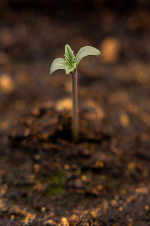 Montagnier Papayaton - Fastbuds. Week 0
