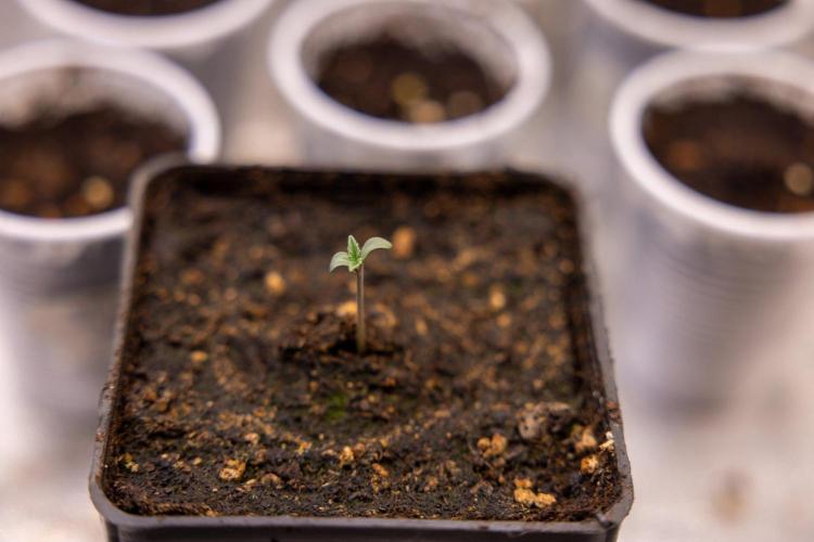 Montagnier Papayaton - Fastbuds. Week 0