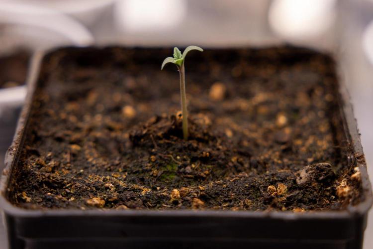 Montagnier Papayaton - Fastbuds. Week 0