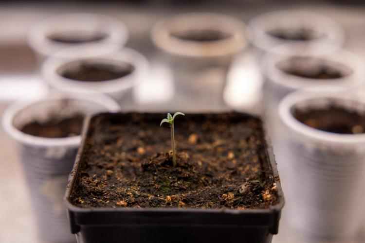 Montagnier Papayaton - Fastbuds. Week 0