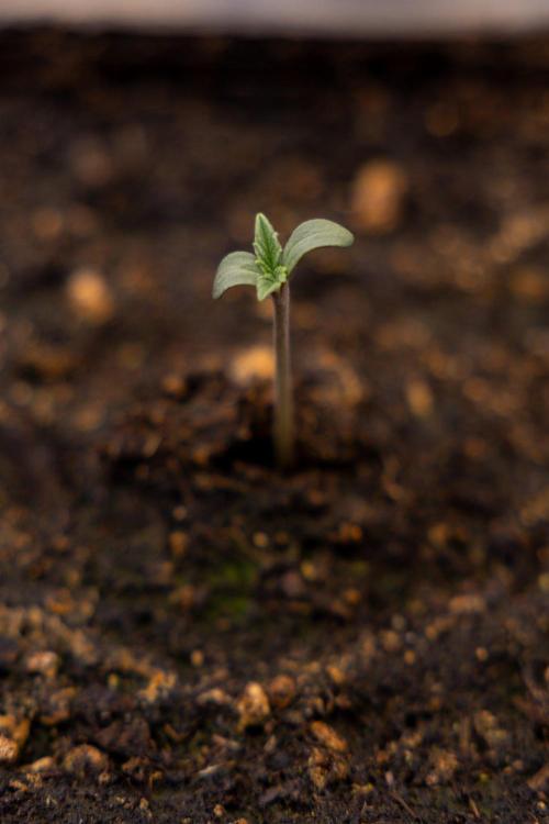Montagnier Papayaton - Fastbuds. Week 0