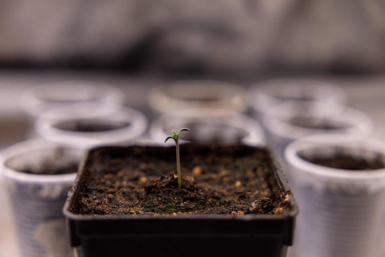 Montagnier Papayaton - Fastbuds. Week 0