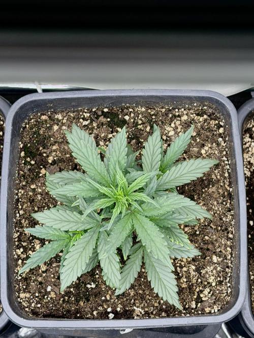 Guava Sundae Auto - 420. Week 2