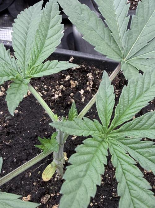 Papayaton - Non-Autoflowering- 420. Week 2