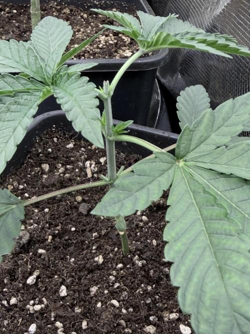 Z42 - Non-Auto - 420. Week 2