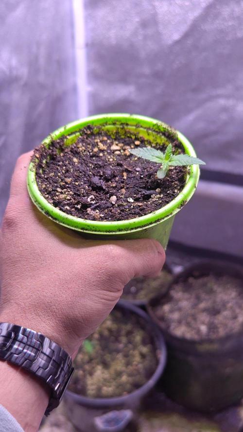 Blueberry cupcake. Week 1 - ✌️Черничный кекс