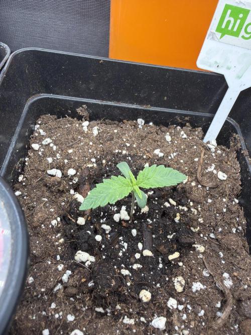 1st Grow. Week 1 - Day 5th