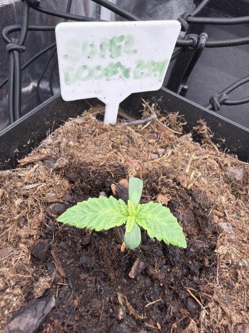 1st Grow. Week 1 - Day 5th / 2 plant