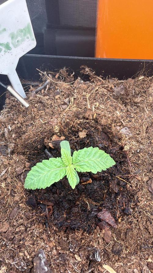 1st Grow. Week 1 - Day 6th 