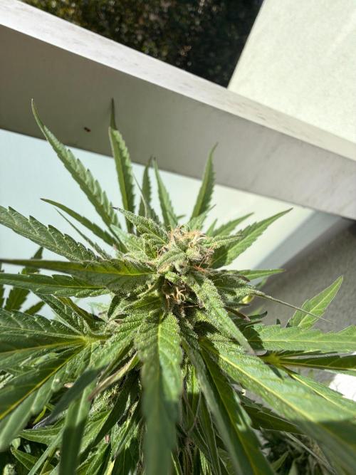 Bay Burger ~ Delicious Seeds Balcony. Week 7 - Harvest is near the corner here. 