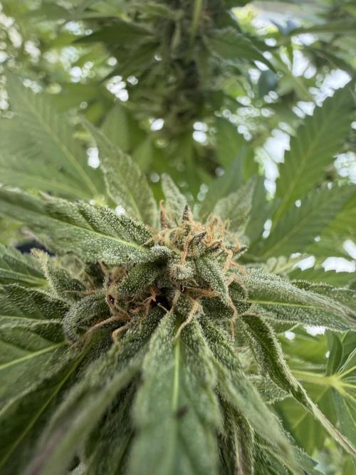 Bay Burger ~ Delicious Seeds Balcony. Week 7