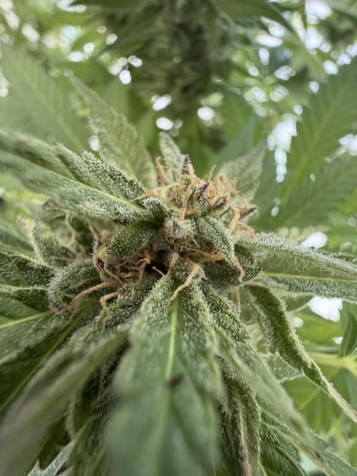 Bay Burger ~ Delicious Seeds Balcony. Week 7