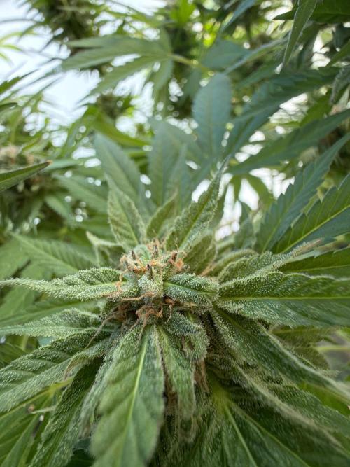 Bay Burger ~ Delicious Seeds Balcony. Week 7