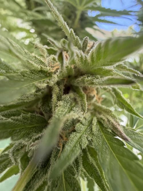Bay Burger ~ Delicious Seeds Balcony. Week 7