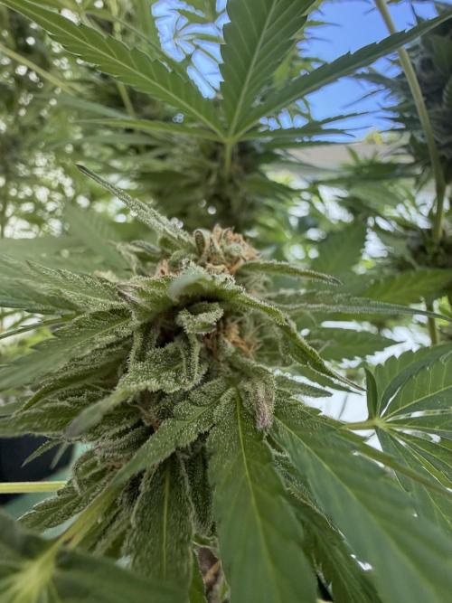 Bay Burger ~ Delicious Seeds Balcony. Week 7