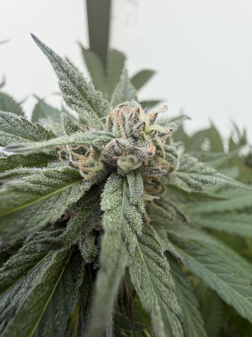 Bay Burger ~ Delicious Seeds Balcony. Week 7