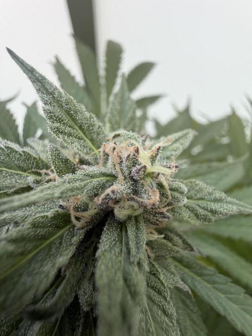 Bay Burger ~ Delicious Seeds Balcony. Week 7