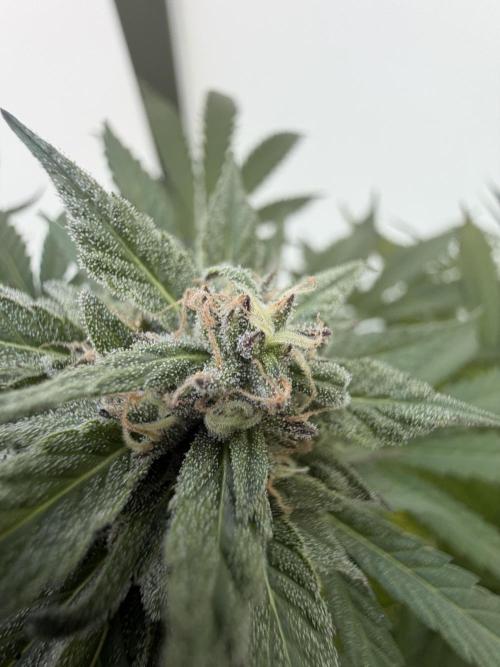 Bay Burger ~ Delicious Seeds Balcony. Week 7