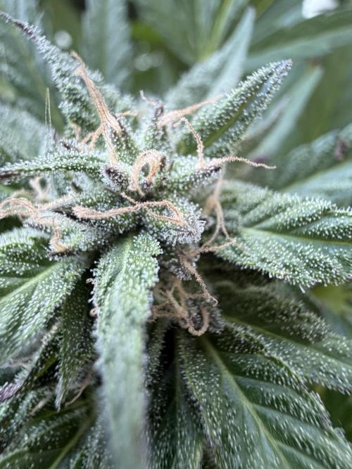 Bay Burger ~ Delicious Seeds Balcony. Week 7