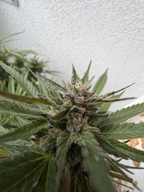 Bay Burger ~ Delicious Seeds Balcony. Week 7 - Pheno 2