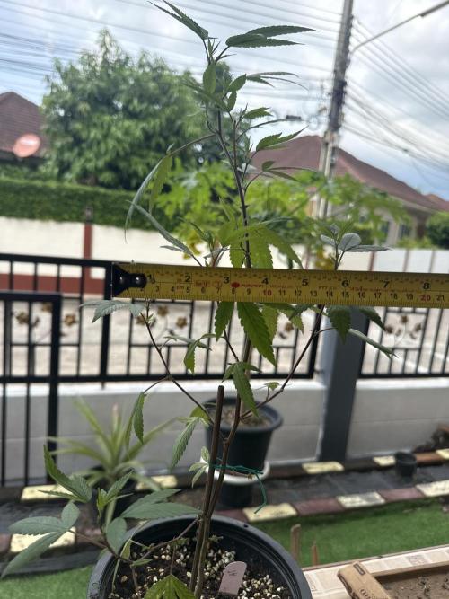 (F) Apple jelly Outdoor  clone. Week 3 - 6 inches wide 