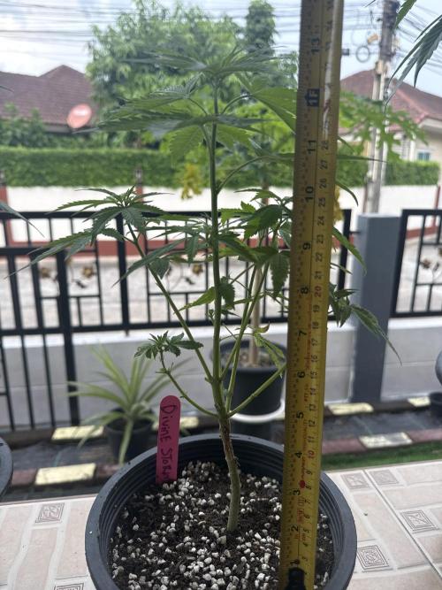 (R) Divine storm. Week 5 - 10/04/2026 light water only non ph water
13in tall 
6 in wide 
