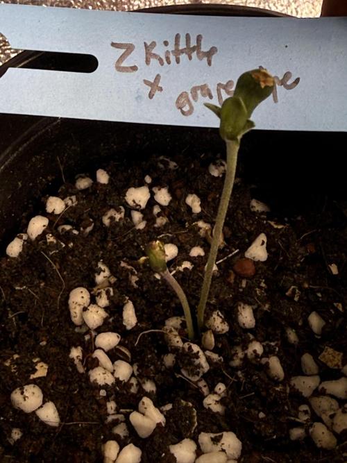 Kandy Kong. Week 0 - 10/07/2026

Anger seed has sprouted From the same hole😂😂. 
No water 
In dome 
