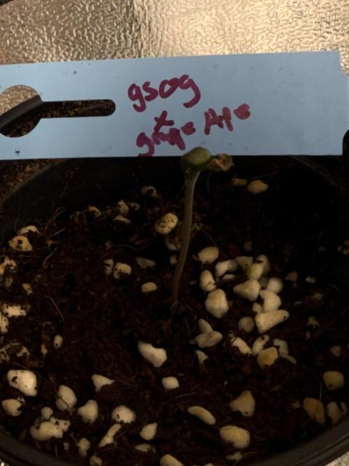 Doctor Diesel  Hunt. Week 0 - 10/07/2026
GS OG x  GRAPE Ape
