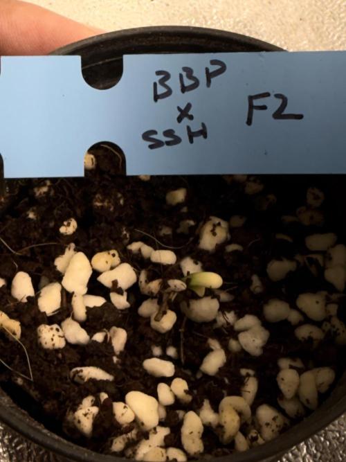 Doctor Diesel  Hunt. Week 0 - 10/07/2026
Blueberry pancakes x Super silver haze (F2)