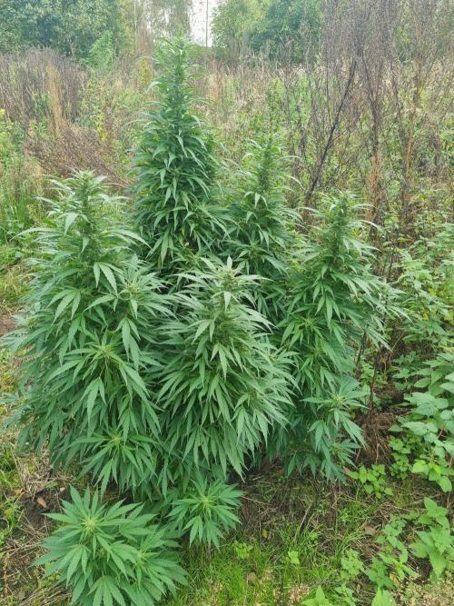 Jamaica Fast Taiga. Week 22