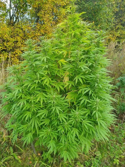 Jamaica Fast Taiga. Week 22