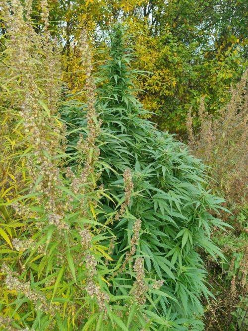 Jamaica Fast Taiga. Week 22