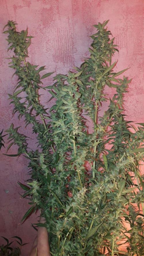 Auto Barashek axxseeds. Week 10