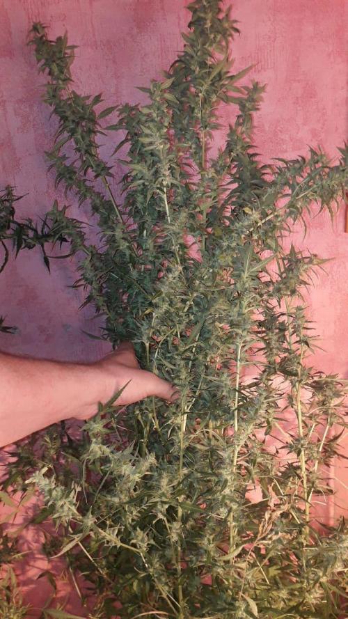 Auto Barashek axxseeds. Week 10