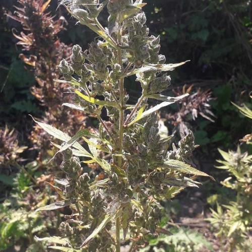 Auto Barashek axxseeds. Week 10