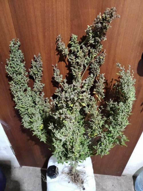 Auto Barashek axxseeds. Week 10