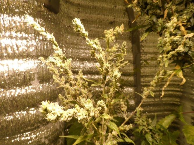 Auto Barashek axxseeds. Week 10