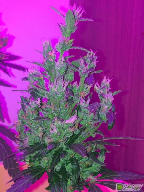 Auto Barashek axxseeds. Week 12