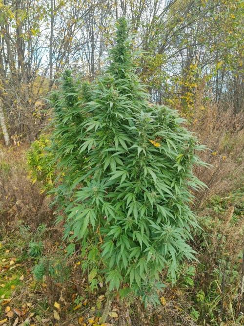 Jamaica Fast Taiga. Week 24