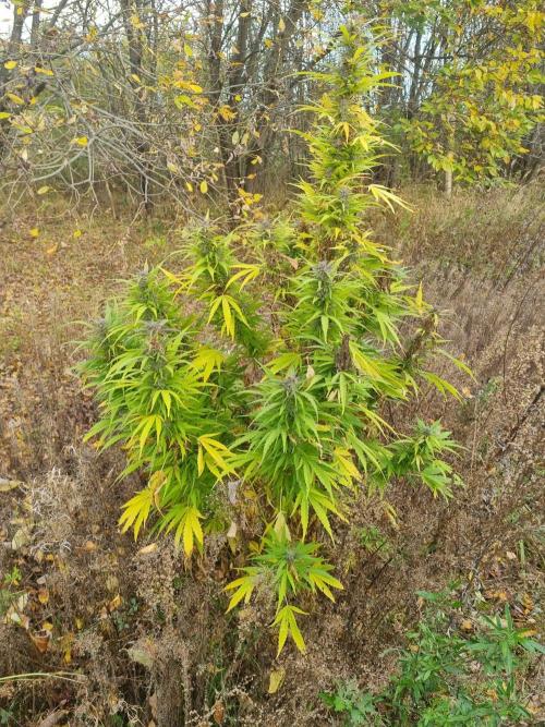 Jamaica Fast Taiga. Week 24