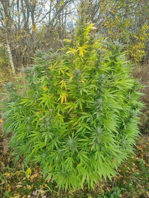 Jamaica Fast Taiga. Week 24