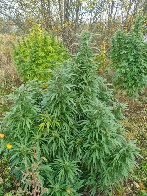 Jamaica Fast Taiga. Week 24