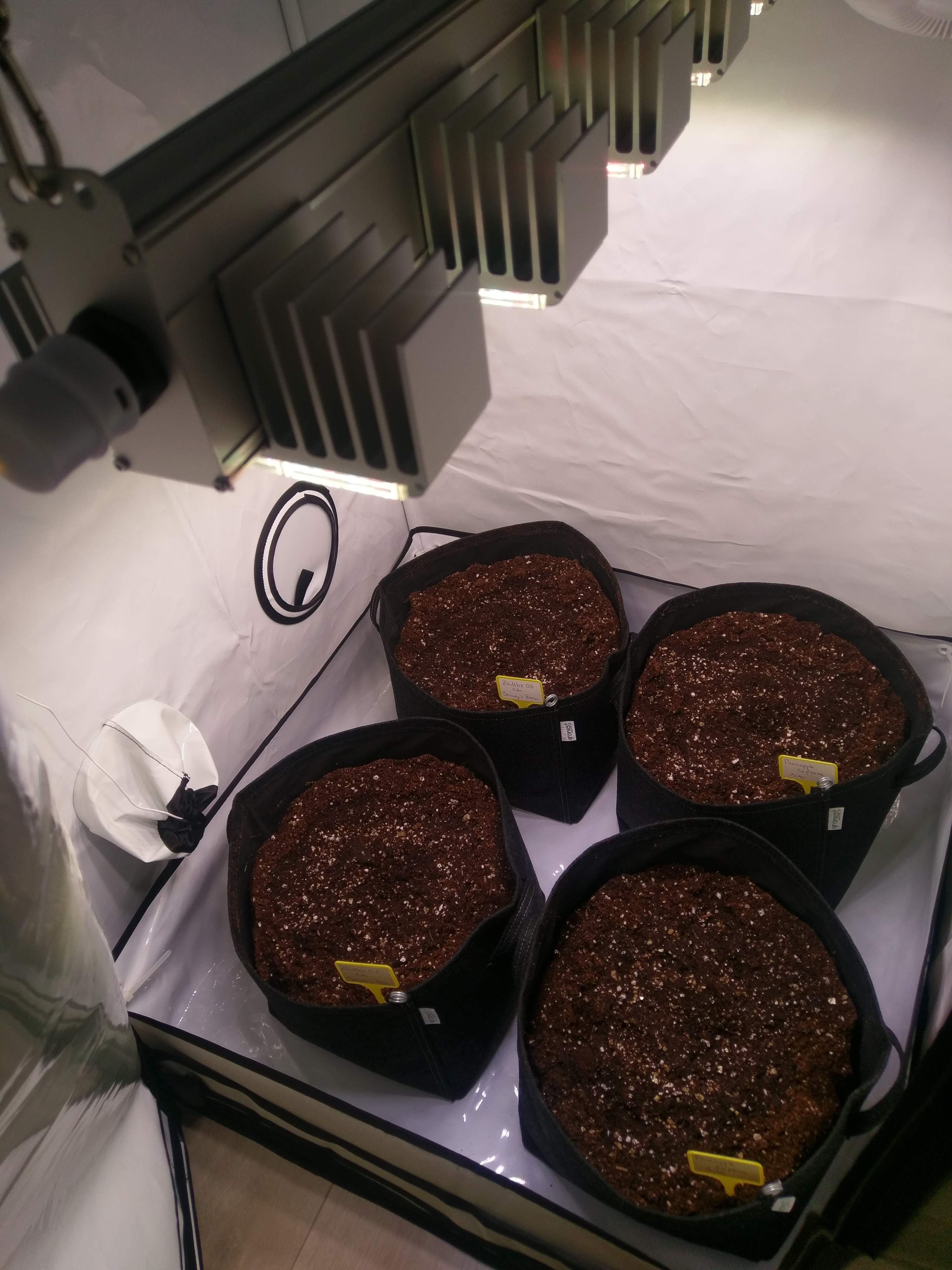 Barney's Farm Zkittlez OG Auto, Barney's Farm Pineapple Express Auto grow diary (journal) week1