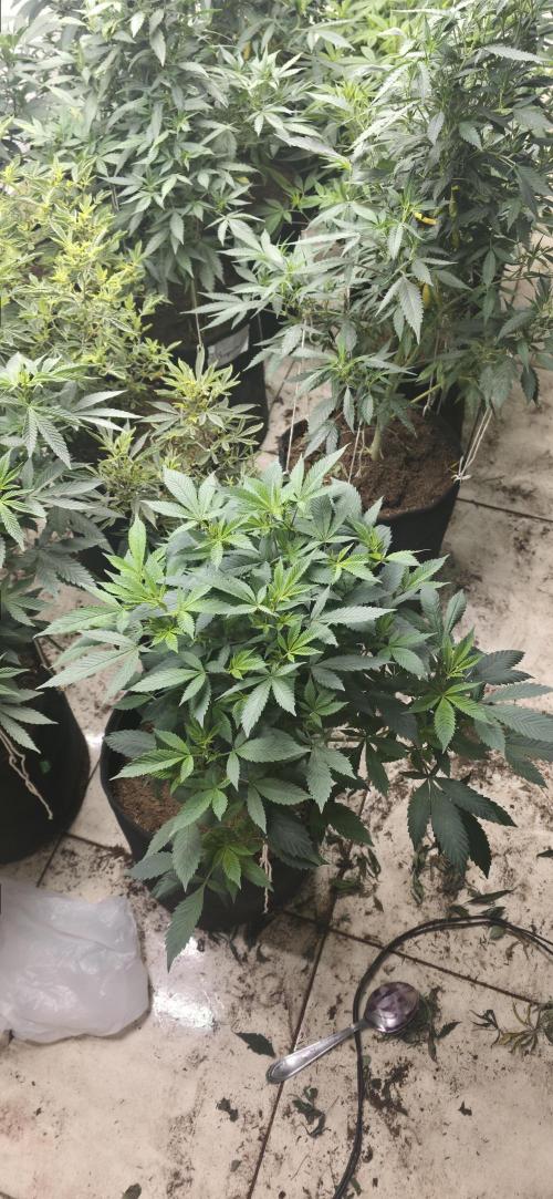 My first diary. Week 9 - la bomba