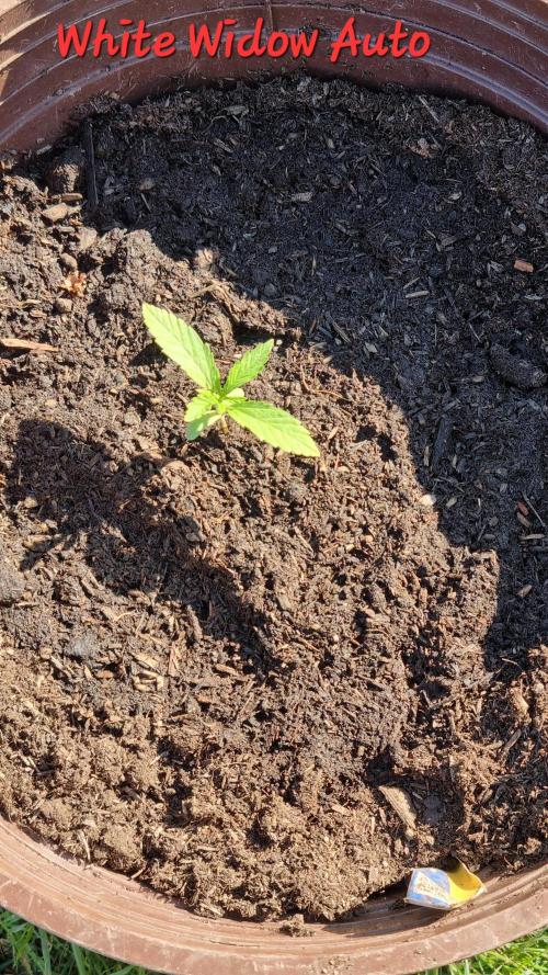 Hombre guerrilla growing. Week 1