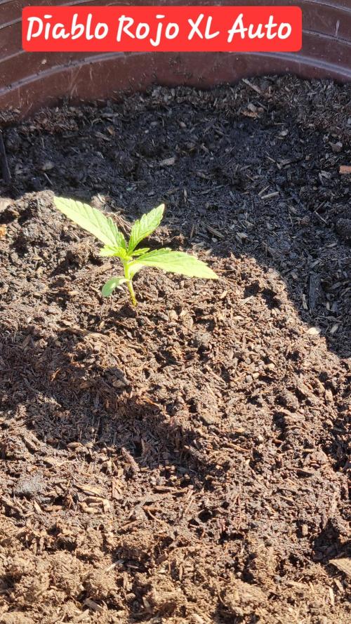 Hombre guerrilla growing. Week 1