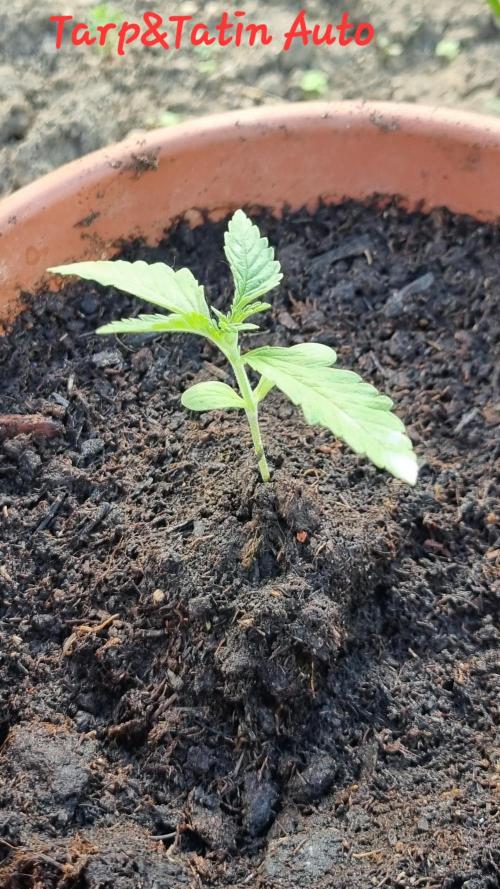 Hombre guerrilla growing. Week 1