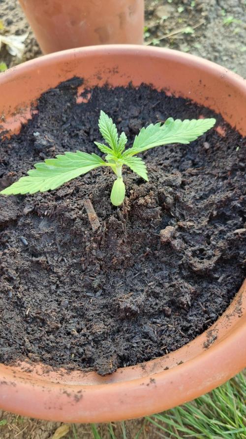 Hombre guerrilla growing. Week 1