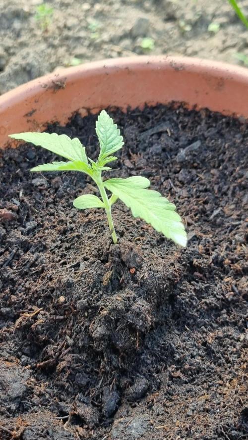 Hombre guerrilla growing. Week 1